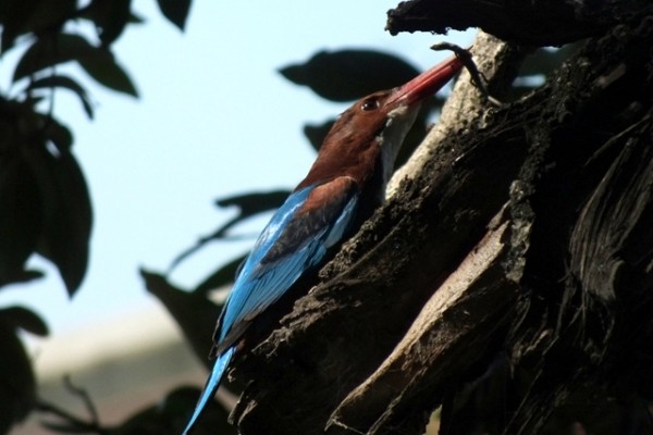 Birding in the Heart of Kathmandu